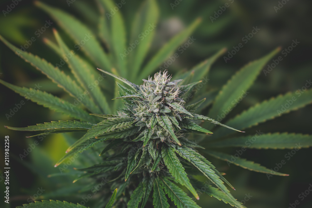 Outdoor Cannabis Flowers Outdoor Cannabis Flowers