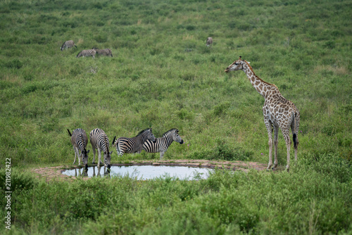 Steppenzebras (Equus quagga) und Giraffe (Giraffa), Südafrika, Afrika