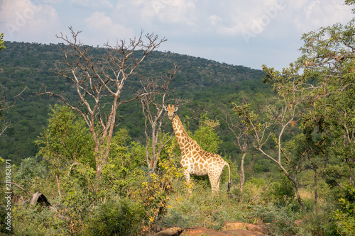 Giraffe  Giraffa   S  dafrika  Afrika