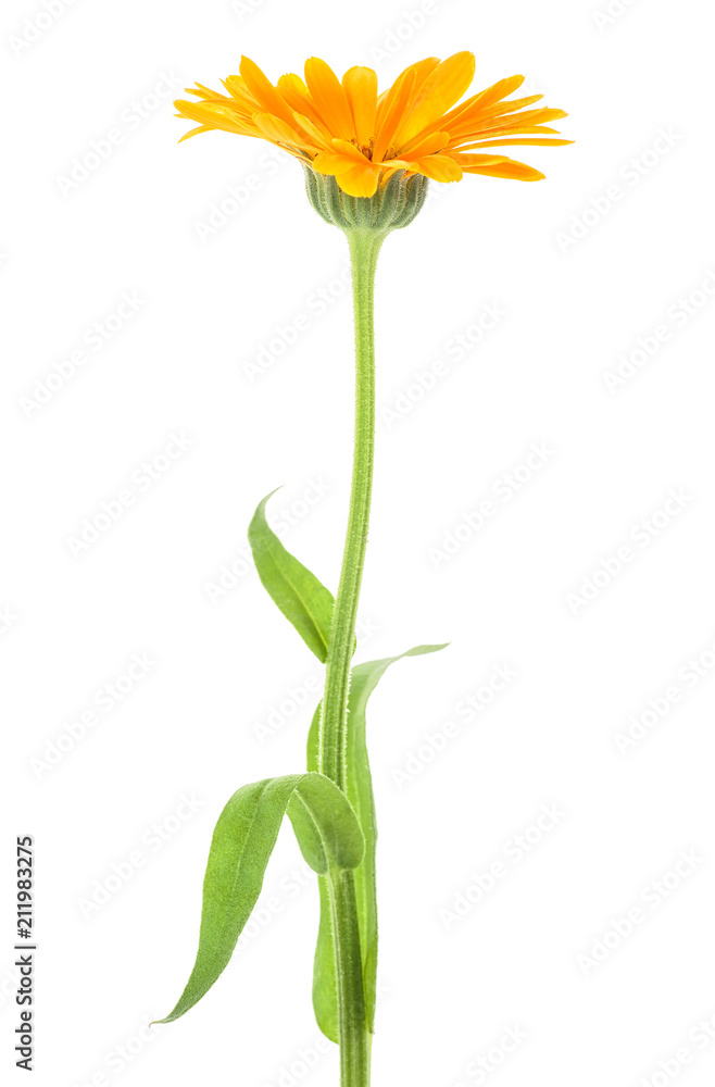 Orange yellow edible flower of Calendula officinalis Marigold plant