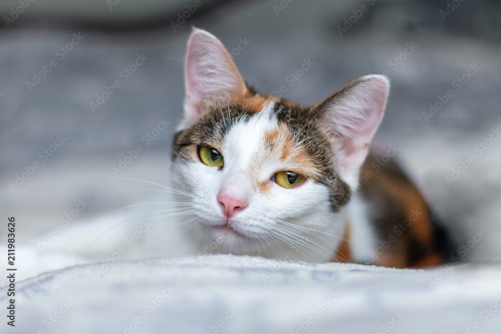 The cat woke up, she's not happy The cat woke up, she's not happy