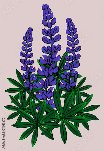 Inflorescence of lupines