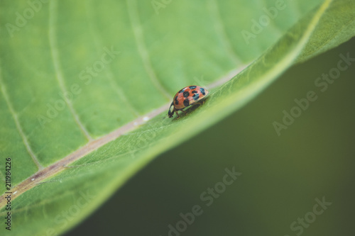 Ladybug © Kyle