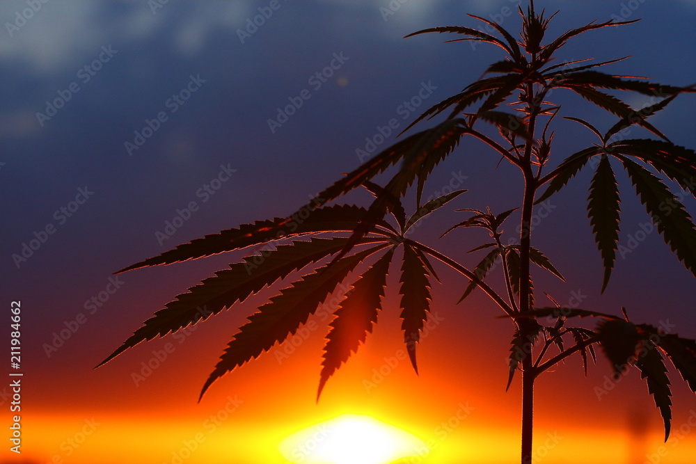 Silhouette of cannabis and marijuana in sunlight. Ganja, hemp on blurry background with warm shades of setting sun