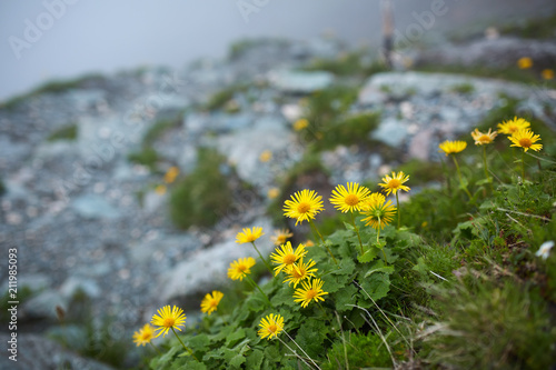 Dandelions on a rocky hiking trail