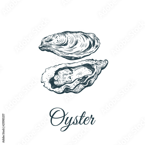 Oyster sketch vector illustration. 