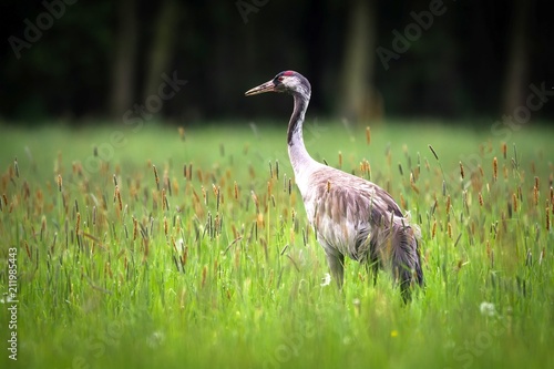Common crane in high grass, captured near Groß Kienitz