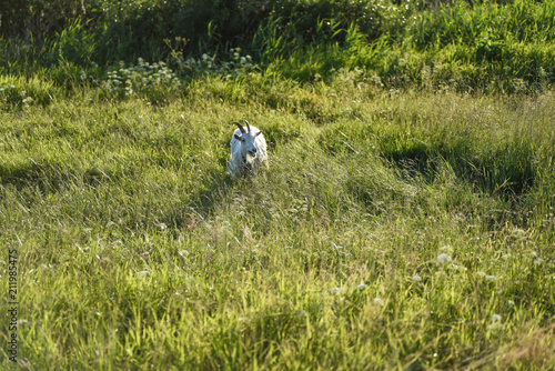 White goat on the field