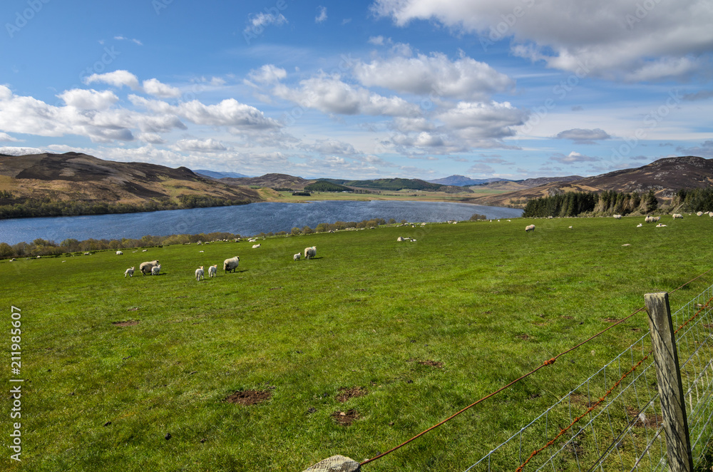 Scottish landscape with sheep. Scotland, Great Britain