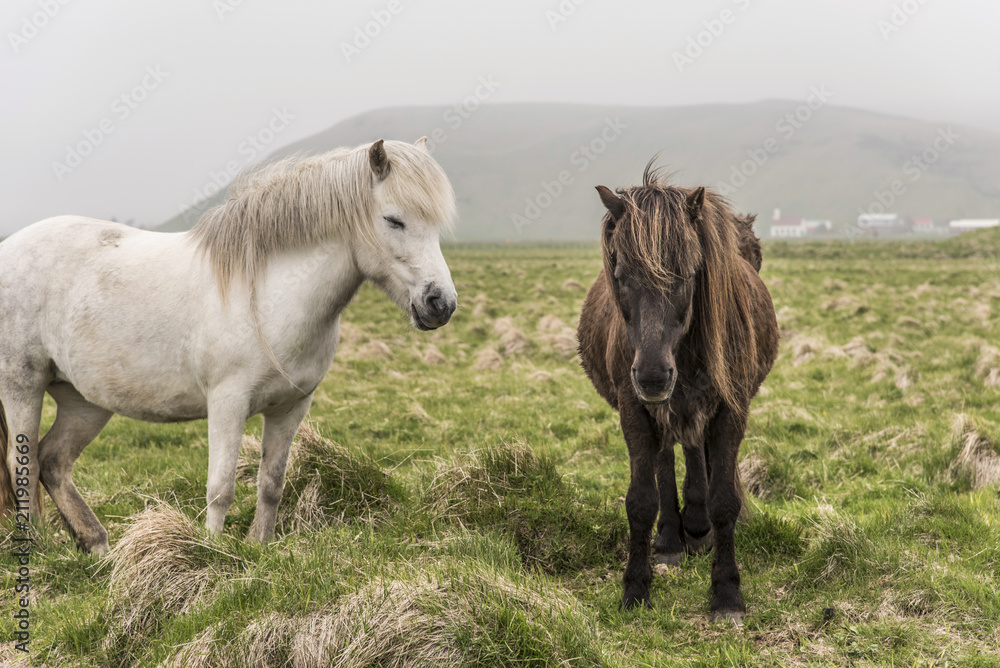 Obraz premium Two Icelandic Horses Falling Asleep