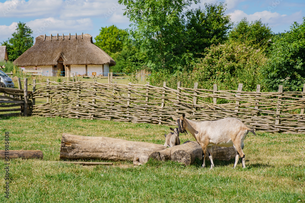 Naklejka premium Sheep in the educational Butser Ancient Farm