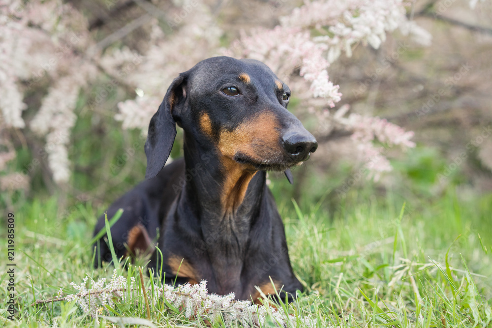 A portrait of a dog of the Dachshund breed, black and tan, lies on a lawn among the flowers A portrait of a dog of the Dachshund breed, black and tan, lies on a lawn among the flowers