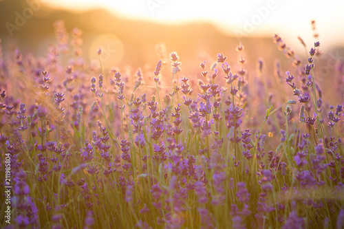 Fototapeta Naklejka Na Ścianę i Meble -  Lavender Field. Beautiful Violet Flowers