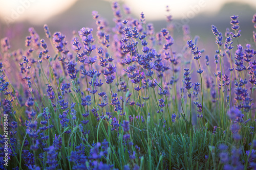 Fototapeta Naklejka Na Ścianę i Meble -  Lavender Field. Beautiful Violet Flowers