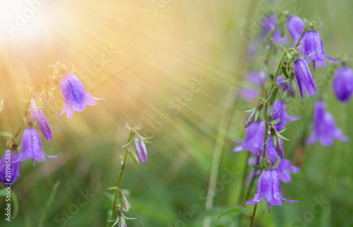 Blue Bell Flowers in the sun. Beautiful meadow field with wild flowers. Spring or summer wildflowers closeup. Health care concept. Rural field. Alternative medicine. Environment photo