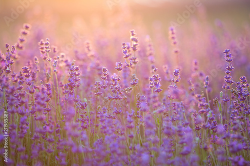 Lavender Field. Beautiful Violet Flowers