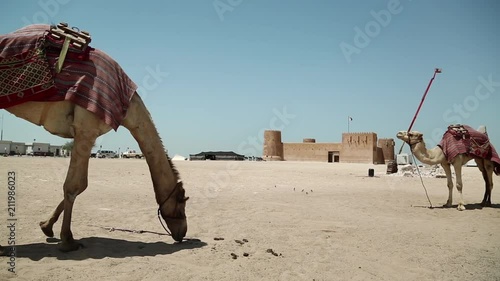 Camels near Al Zubara Fort or Al Zubarah Fort - historic Qatari military fortress built in the time of Sheikh Abdullah bin Jassim Al Thani in 1938, Persian Gulf, Arabian Peninsula photo