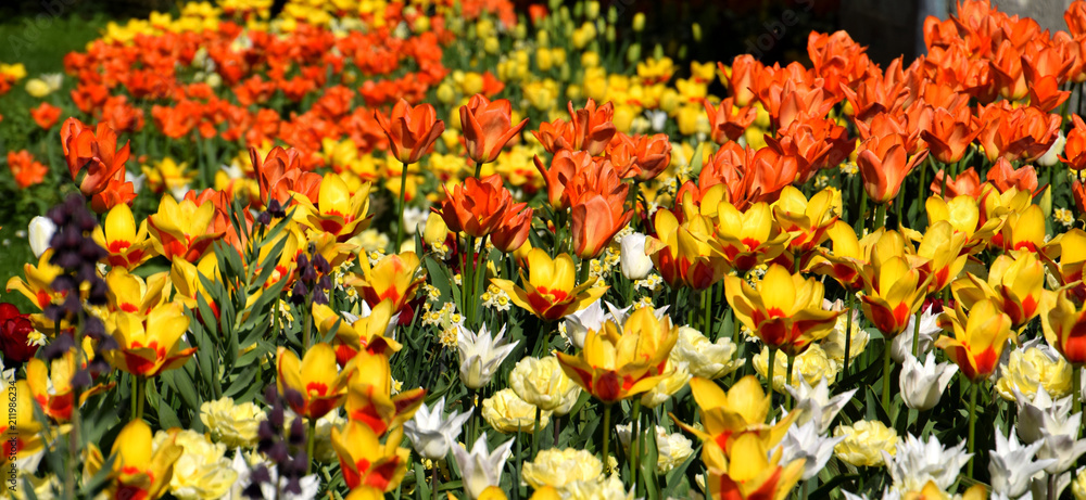 Springflowerfield in bloom, colorful tulips in bloom