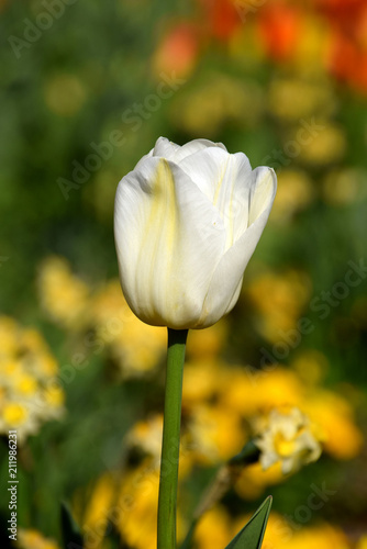 White tulip blooming in sunny garden  isolated tulip close-up