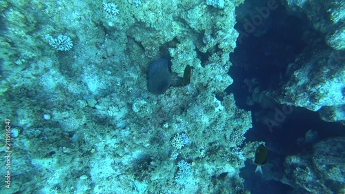 Murena