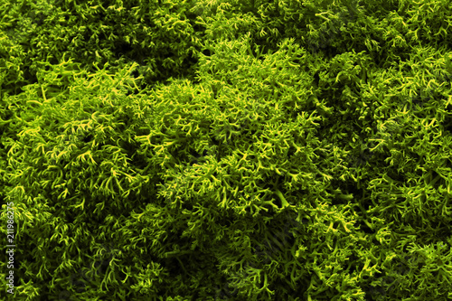 Moss. The texture of the moss Closeup , macro shot