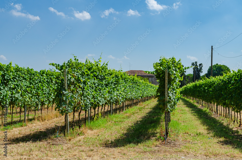 Field with vines close to lake Garda northern Italy on a sunny day
