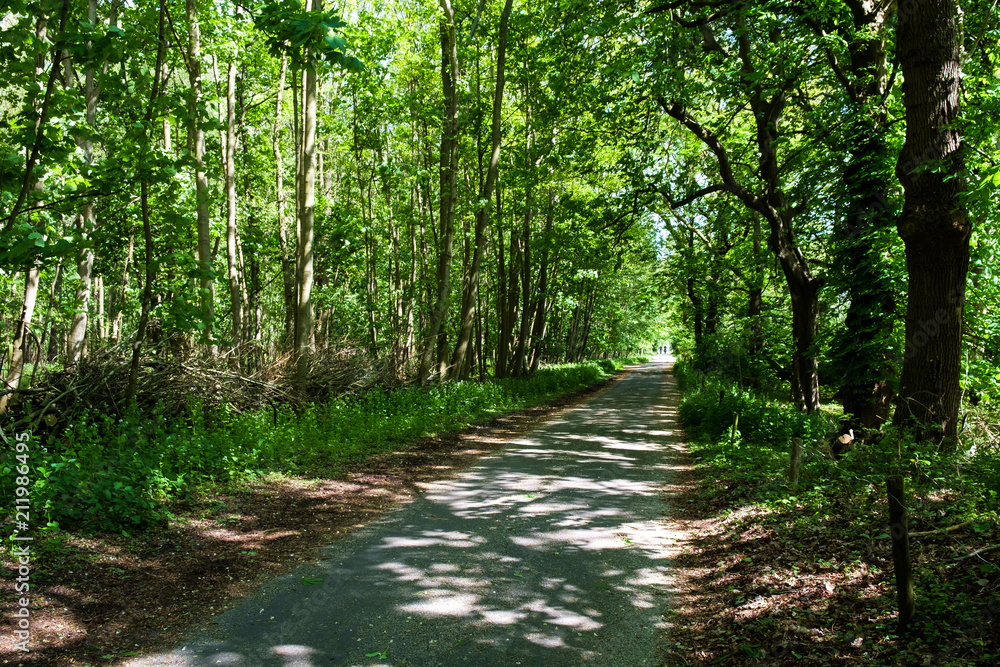 Fototapeta premium Las w Holandii