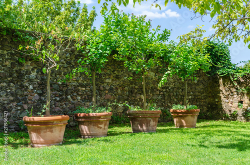 Four small trees in big clay pots in a garden with an old stone wall in the city of Volta Mantovana  Lombardy  Italy