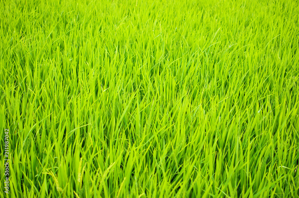 Close up of yellow green rice field. Texture of growing rice, floral background of green grass. Close up of yellow green rice field. Texture of growing rice, floral background of green grass.