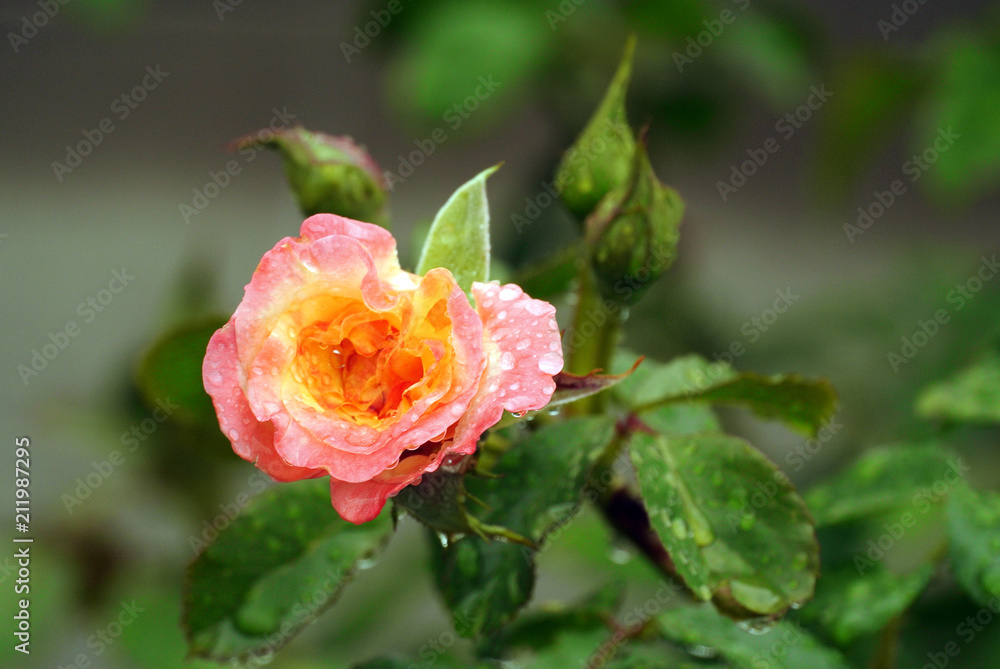 large beautiful orange rose with drops after rain large beautiful orange rose with drops after rain