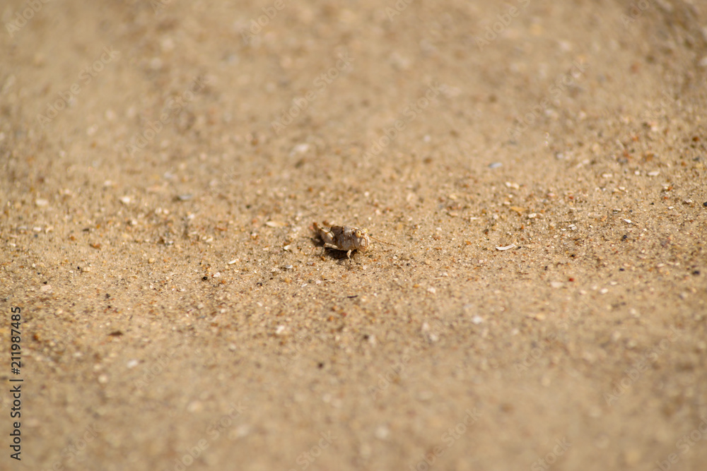 sand texture, stone, sea shell