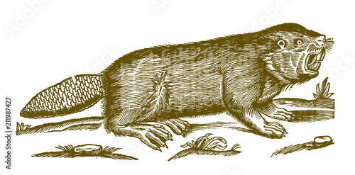 Eurasian or European beaver castor fiber showing teeth. Illustration after a historical woodcut engraving from the 17th century