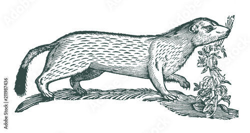 Stoat or short-tailed weasel, mustela erminea next to a common hemp-nettle or brittlestem hempnettle, galeopsis tetrahit. Illustration after a historical woodcut engraving from the 17th century photo