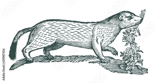 Stoat or short-tailed weasel, mustela erminea next to a common hemp-nettle or brittlestem hempnettle, galeopsis tetrahit. Illustration after a historical woodcut engraving from the 17th century