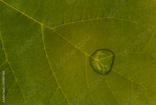 green leaf texture, background