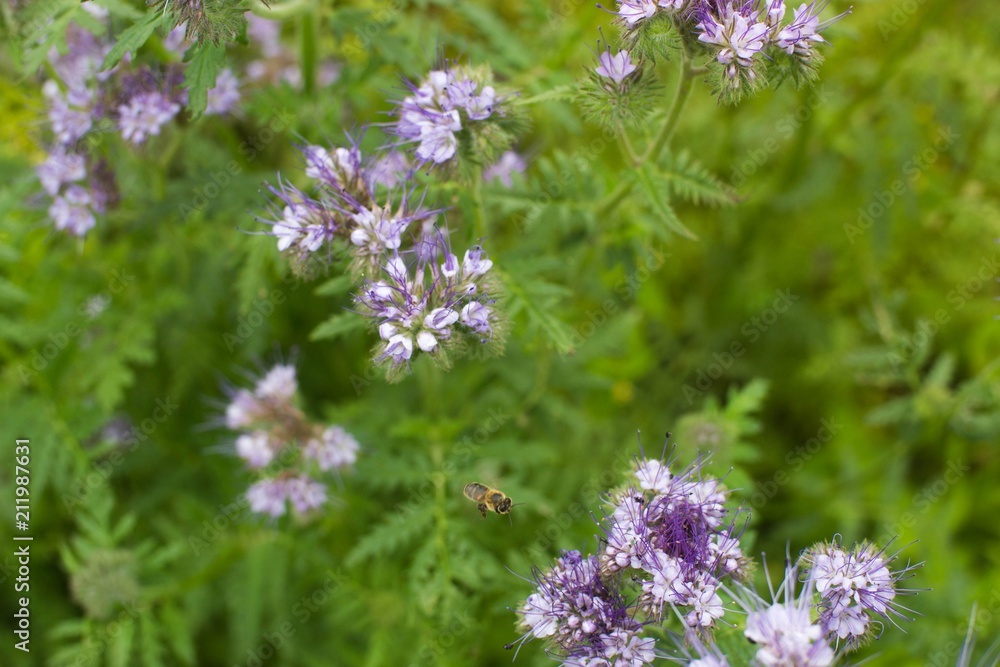 Blooming phacelia plants in July mid-summer to make bees pollination, extraction of honey. Blooming phacelia plants in July mid-summer to make bees pollination, extraction of honey.