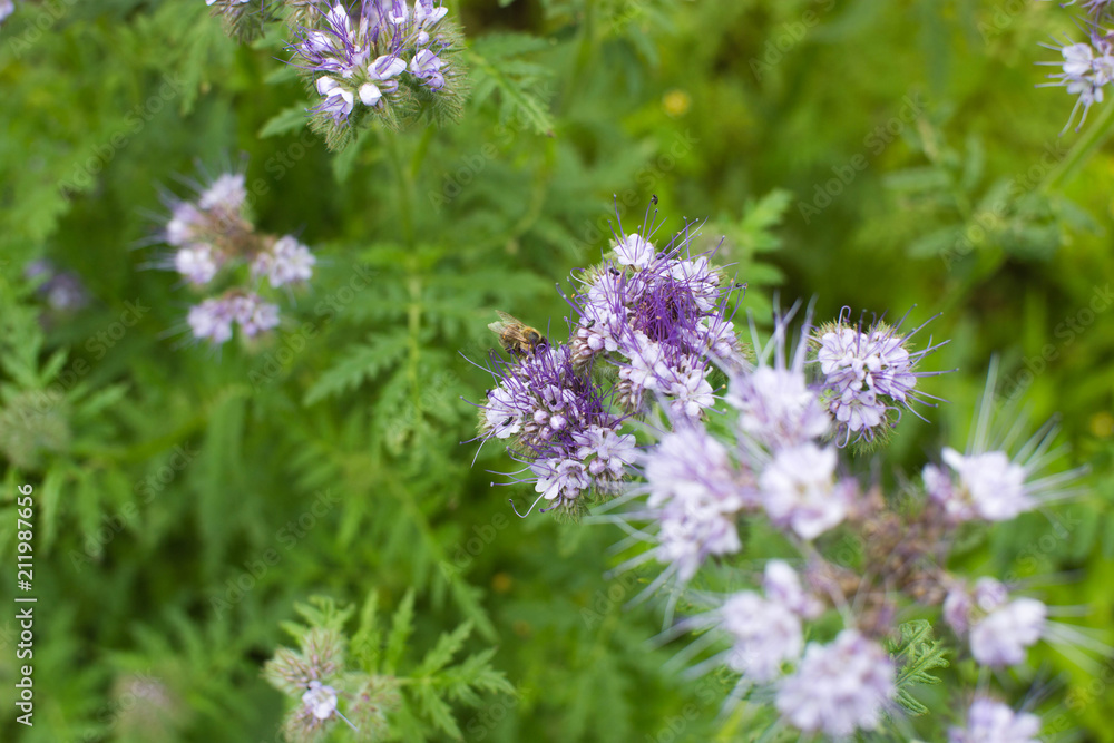Blooming phacelia plants in July mid-summer to make bees pollination, extraction of honey. Blooming phacelia plants in July mid-summer to make bees pollination, extraction of honey.
