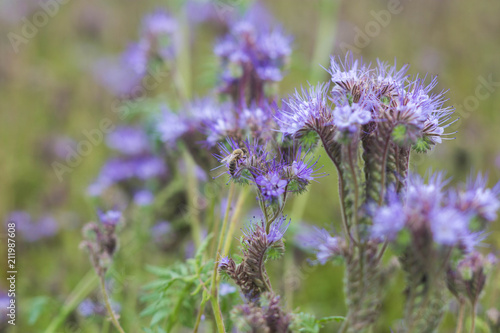Blooming phacelia plants in July mid-summer to make bees  pollination  extraction of honey.