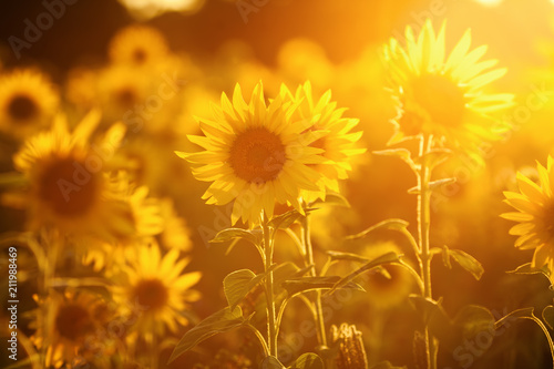 field of sunflowers in evening backlight