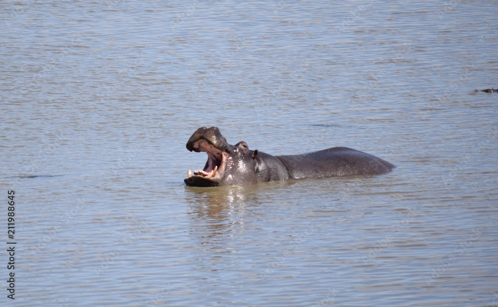 Fototapeta premium Hippo in the Water