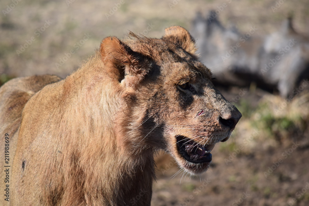 Obraz premium Lion in Africa