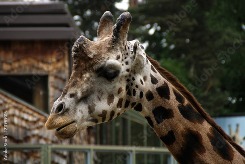 Giraffe closeup