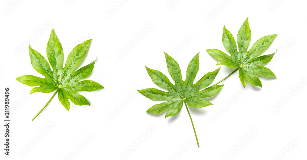 Green leaves tropical plant white background Floral banner Green leaves tropical plant white background Floral banner
