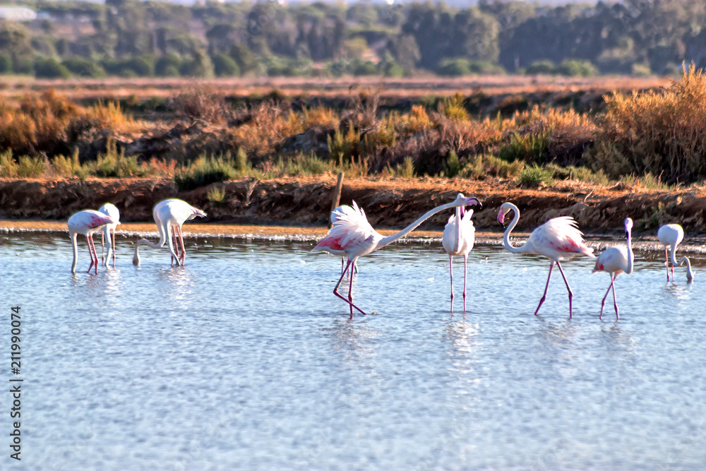 Naklejka premium Flamingos in Ria Formosa,Algarve,Portugal