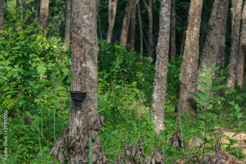 Rubber Trees photo