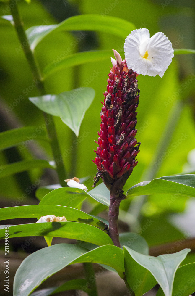 Obraz premium Flowering Ginger
