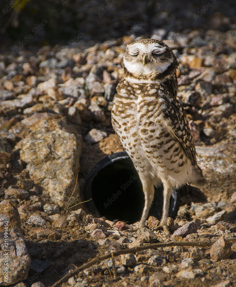 Burrowing Owl Burrowing Owl