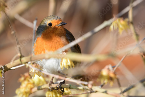 European robin (Erithacus rubecula) photo