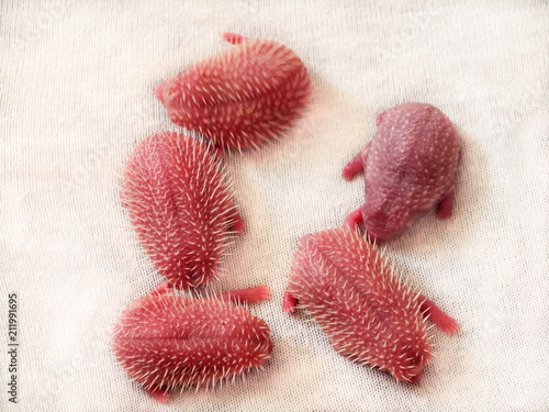 Five red newborn African pygmy hedgehogs, also called baby or fancy hedgehogs, on white background. Four baby hedgehogs already have soft white spines, and one still does not.
