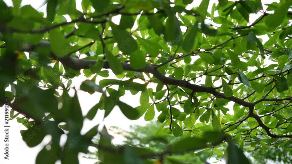tree branches covered in green garden of nature tree branches covered in green garden of nature